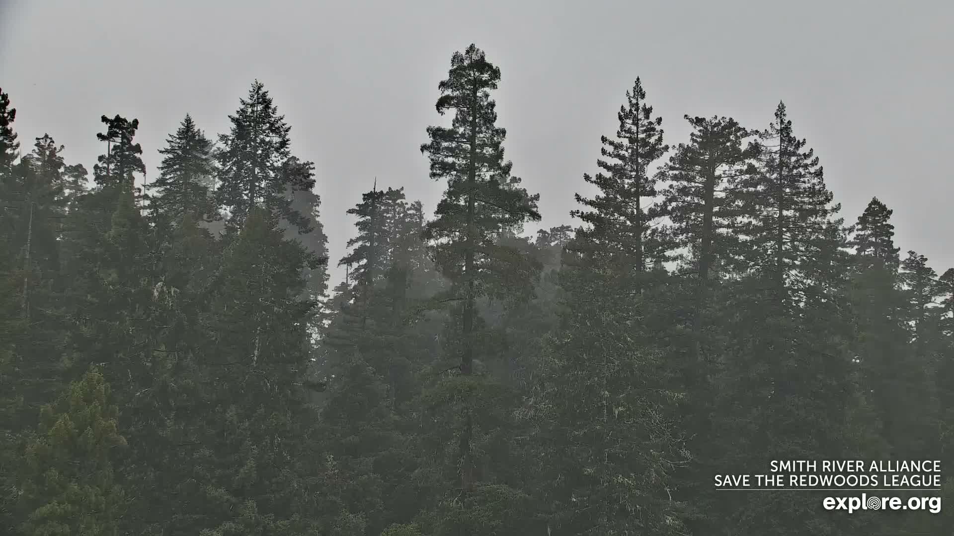 Crescent City, Jedediah Smith Redwoods State Park & Smith River Live Cam - Crescent City, Del Norte, California, USA