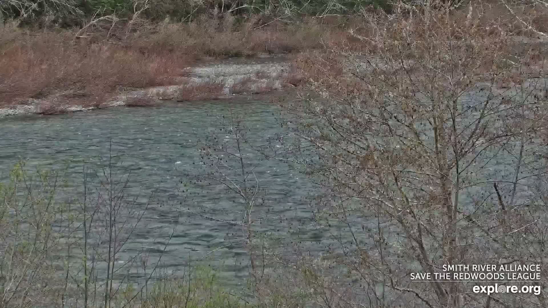 Crescent City, Jedediah Smith Redwoods State Park & Smith River Live Cam - Crescent City, Del Norte, California, USA