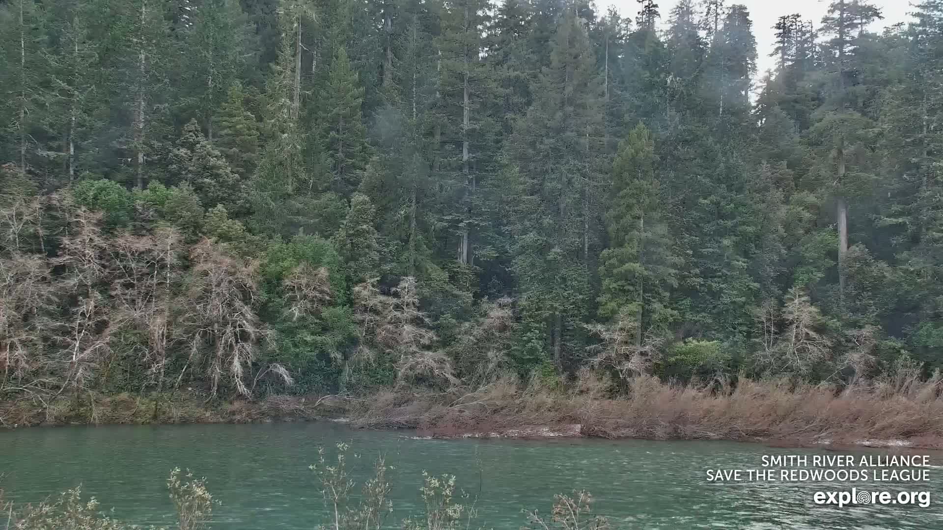 Crescent City, Jedediah Smith Redwoods State Park & Smith River Live Cam - Crescent City, Del Norte, California, USA