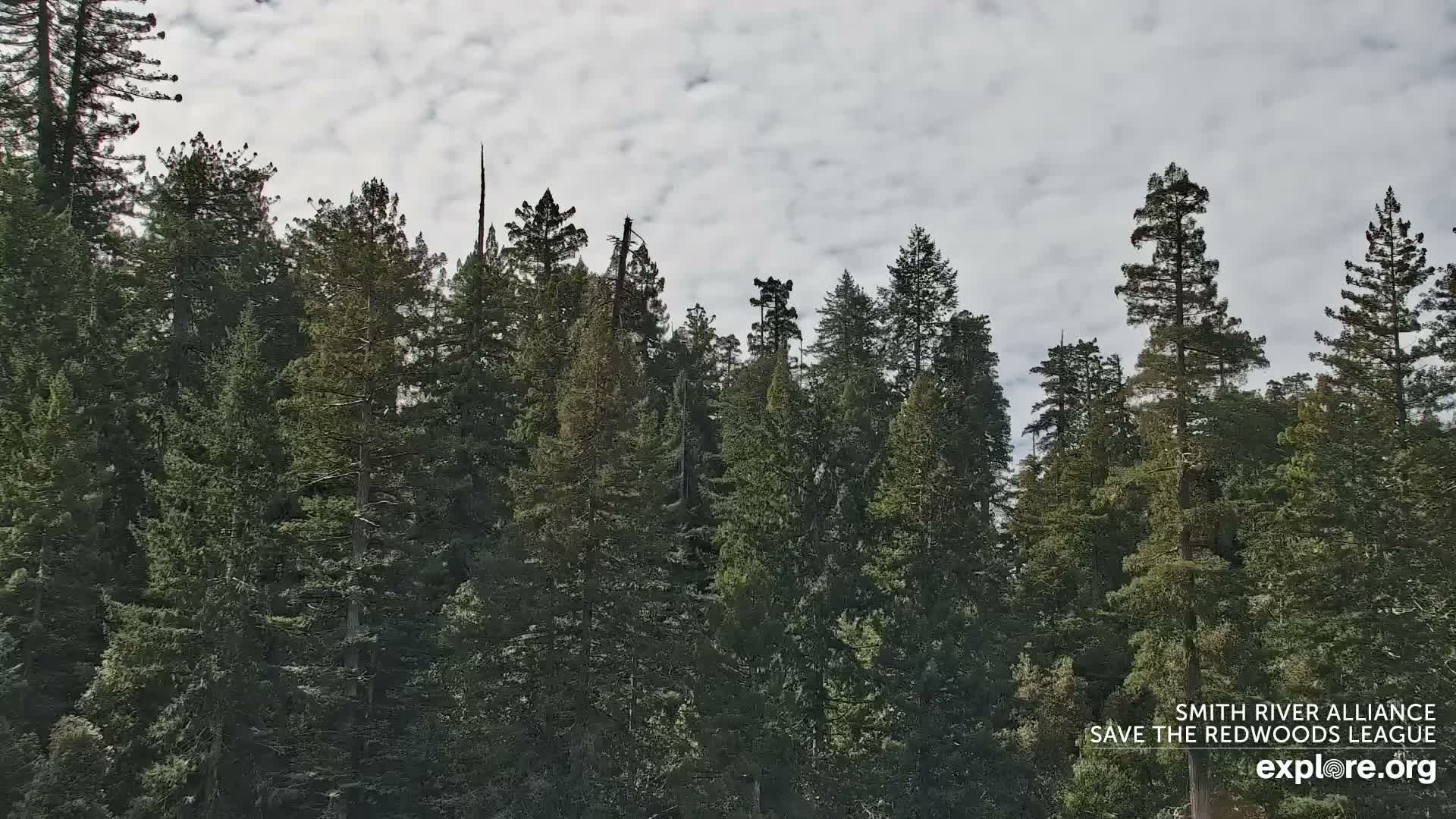 Crescent City, Jedediah Smith Redwoods State Park & Smith River Live Cam - Crescent City, Del Norte, California, USA