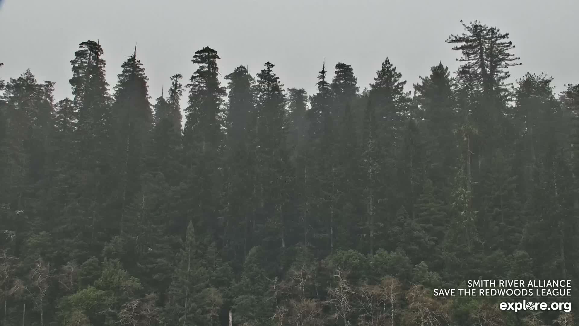 Crescent City, Jedediah Smith Redwoods State Park & Smith River Live Cam - Crescent City, Del Norte, California, USA
