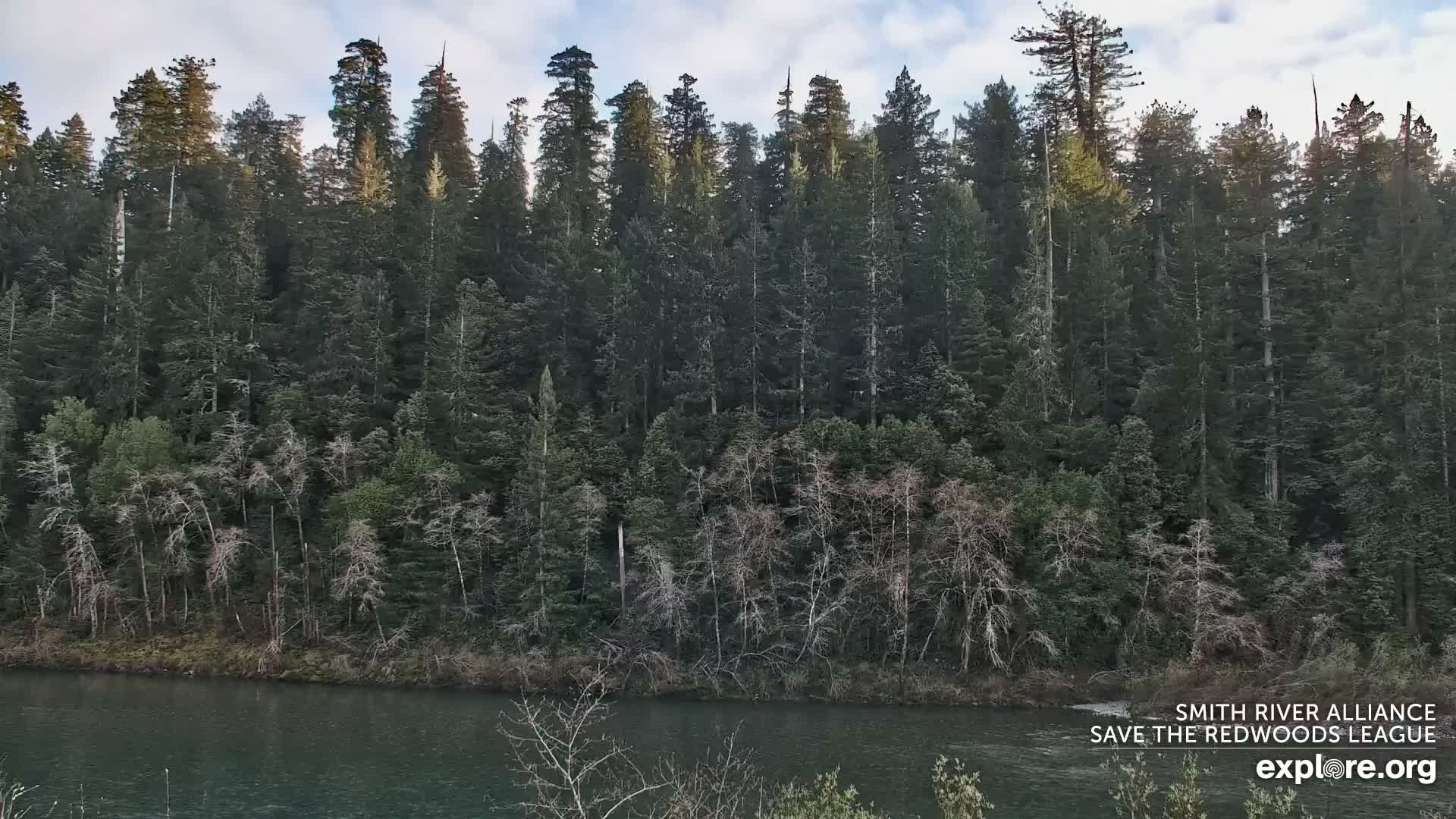 Crescent City, Jedediah Smith Redwoods State Park & Smith River Live Cam - Crescent City, Del Norte, California, USA