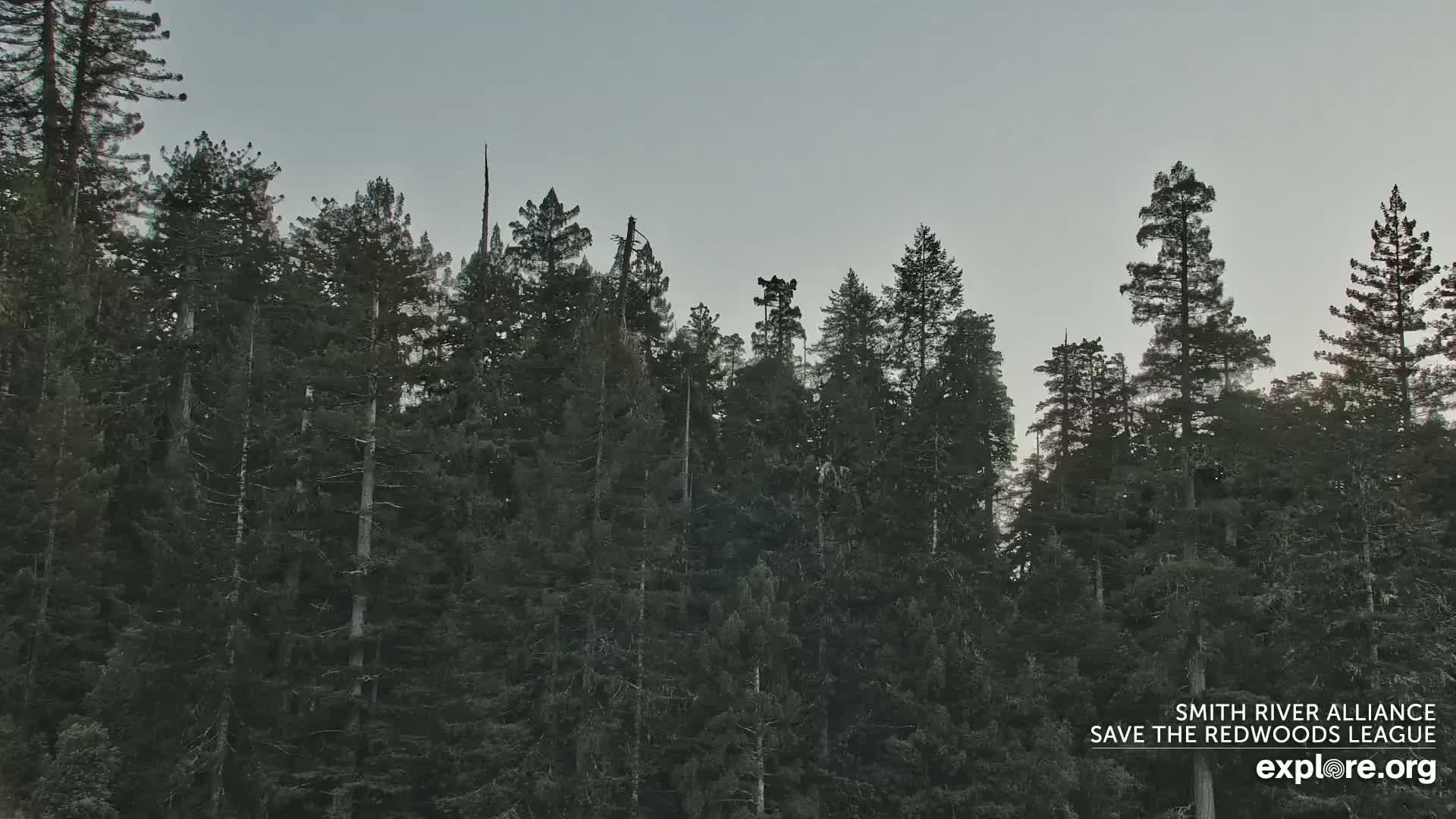 Crescent City, Jedediah Smith Redwoods State Park & Smith River Live Cam - Crescent City, Del Norte, California, USA