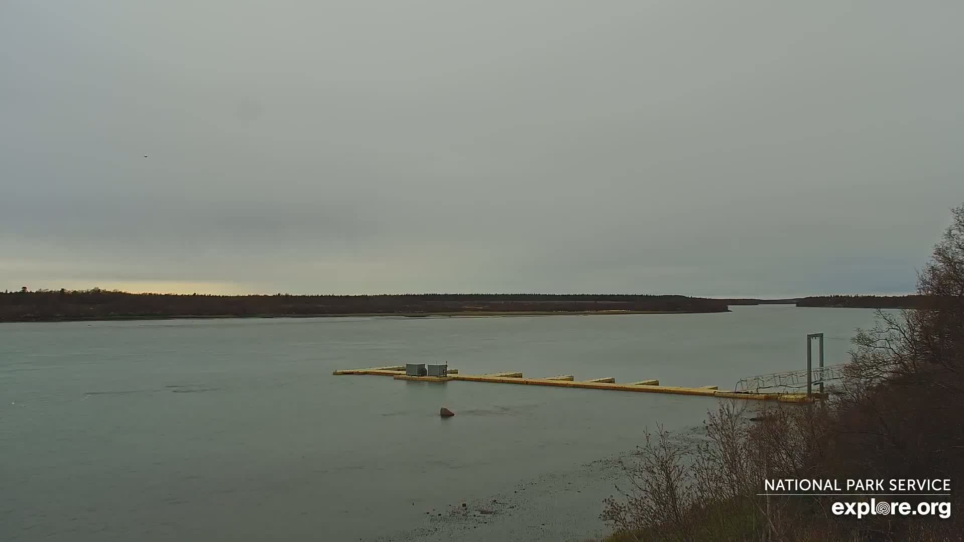 A calm, gray day reveals a long, floating dock extending across a wide river, with a treeline visible in the distance.