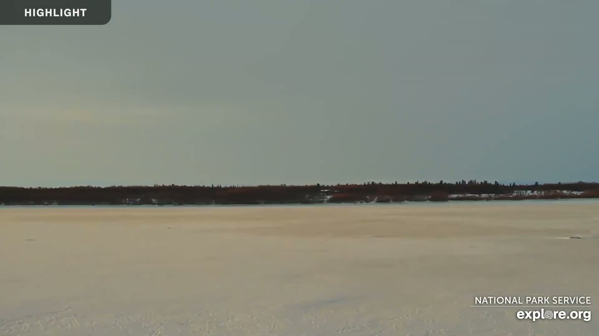 A wide, flat expanse of snow-covered ground stretches to a dark line of trees under a pale, overcast sky.