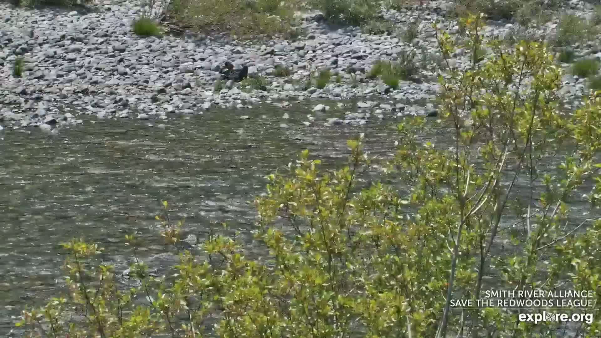 South Naknek, Naknek River Live Cam - Naknek, Bristol Bay Borough, Alaska, USA