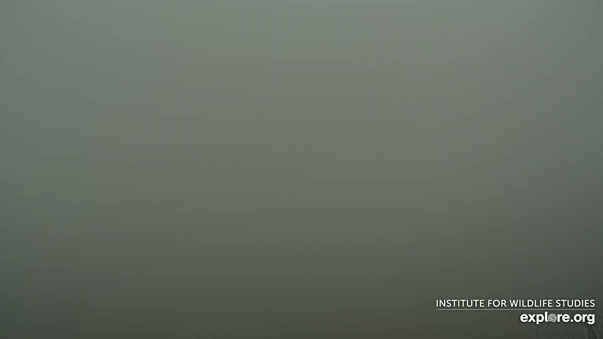 A very foggy, gray landscape is visible.