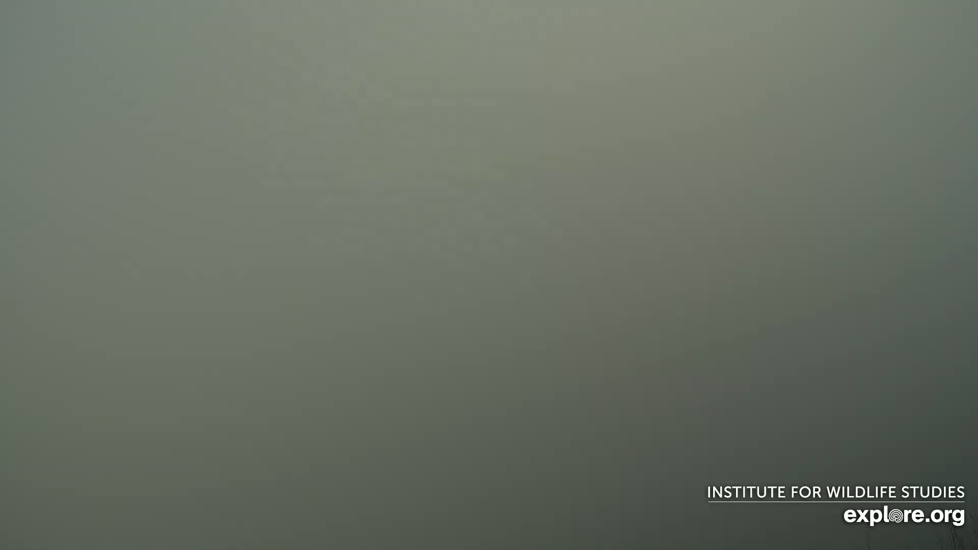 A thick fog obscures the view of the landscape.