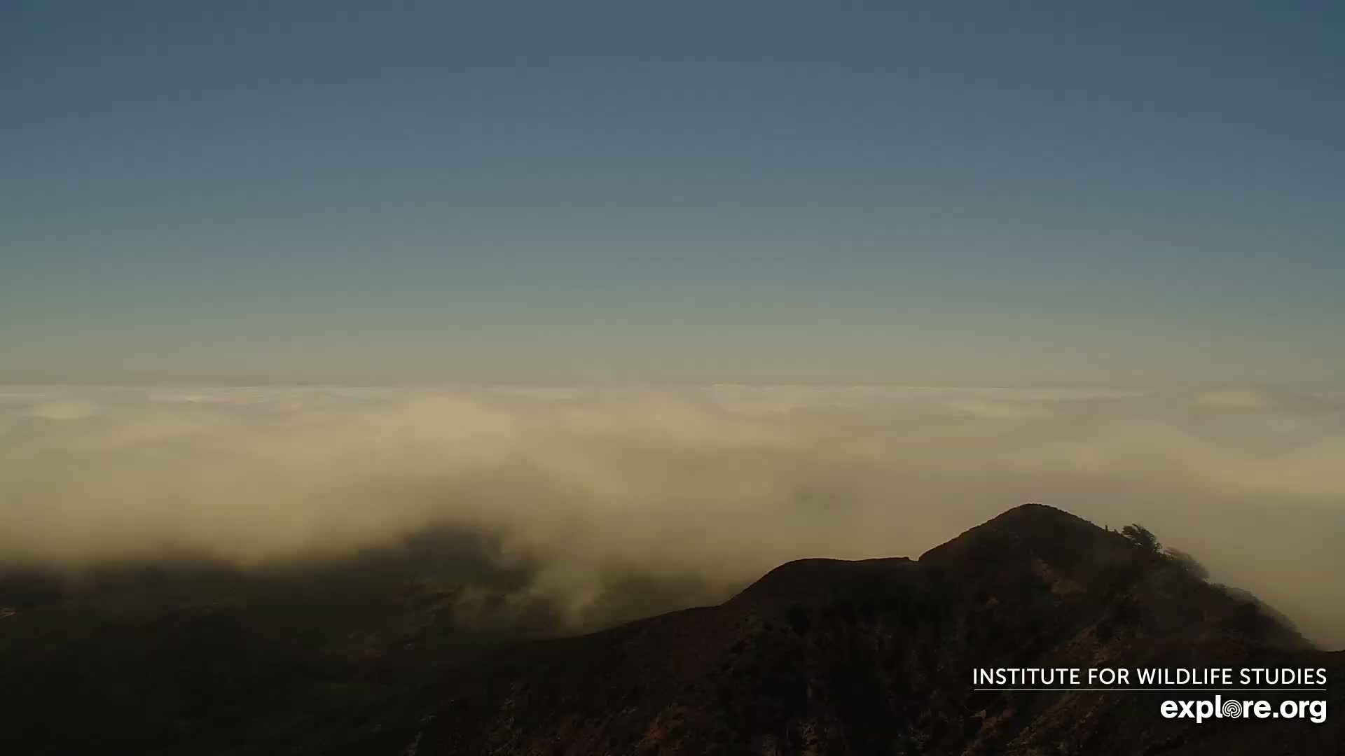 A dark mountain peak rises above a thick layer of fog under a clear, light-blue sky.