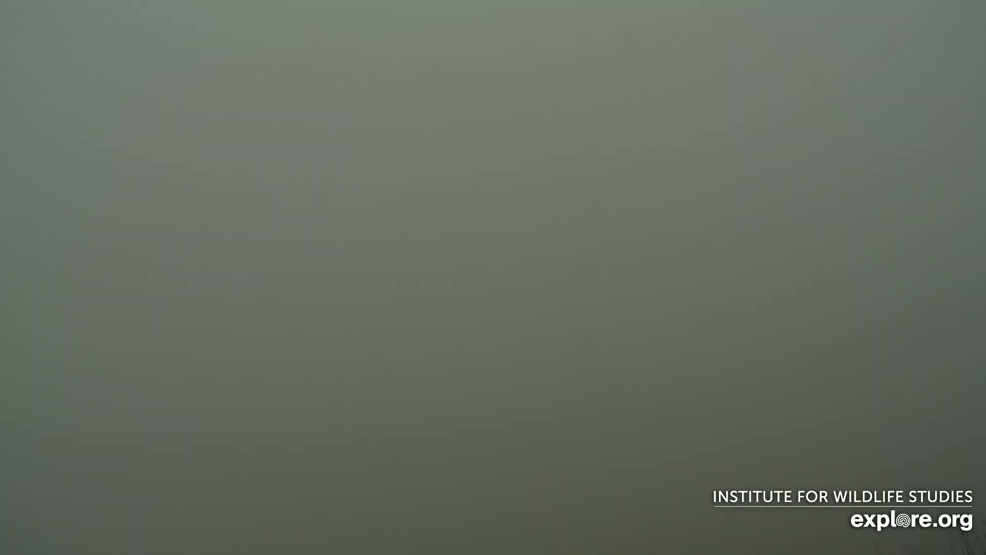 A thick fog obscures the view of an outdoor scene.