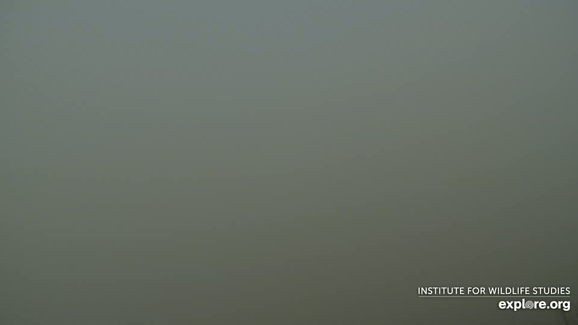 A very thick fog obscures all but the nearest details of the landscape.