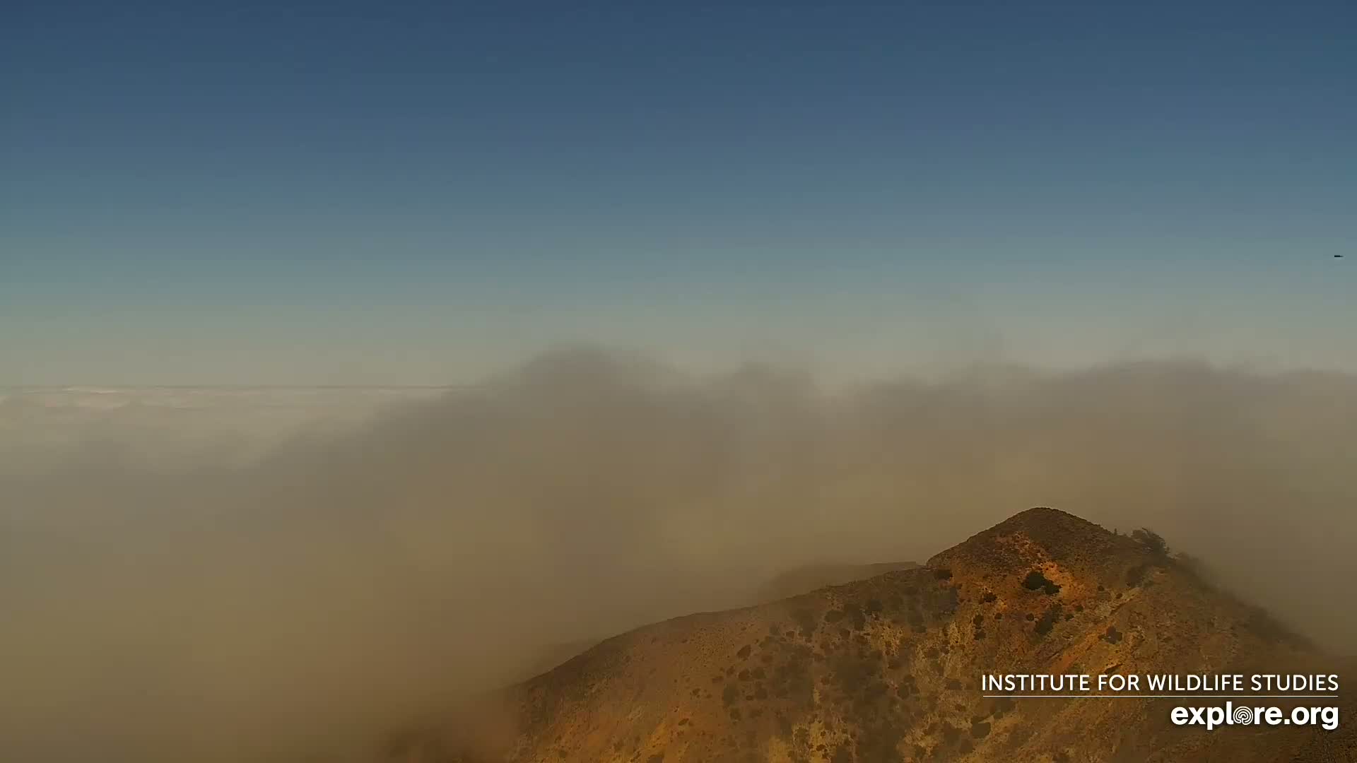 A tan-colored hilltop is partially obscured by a thick layer of fog under a clear blue sky.