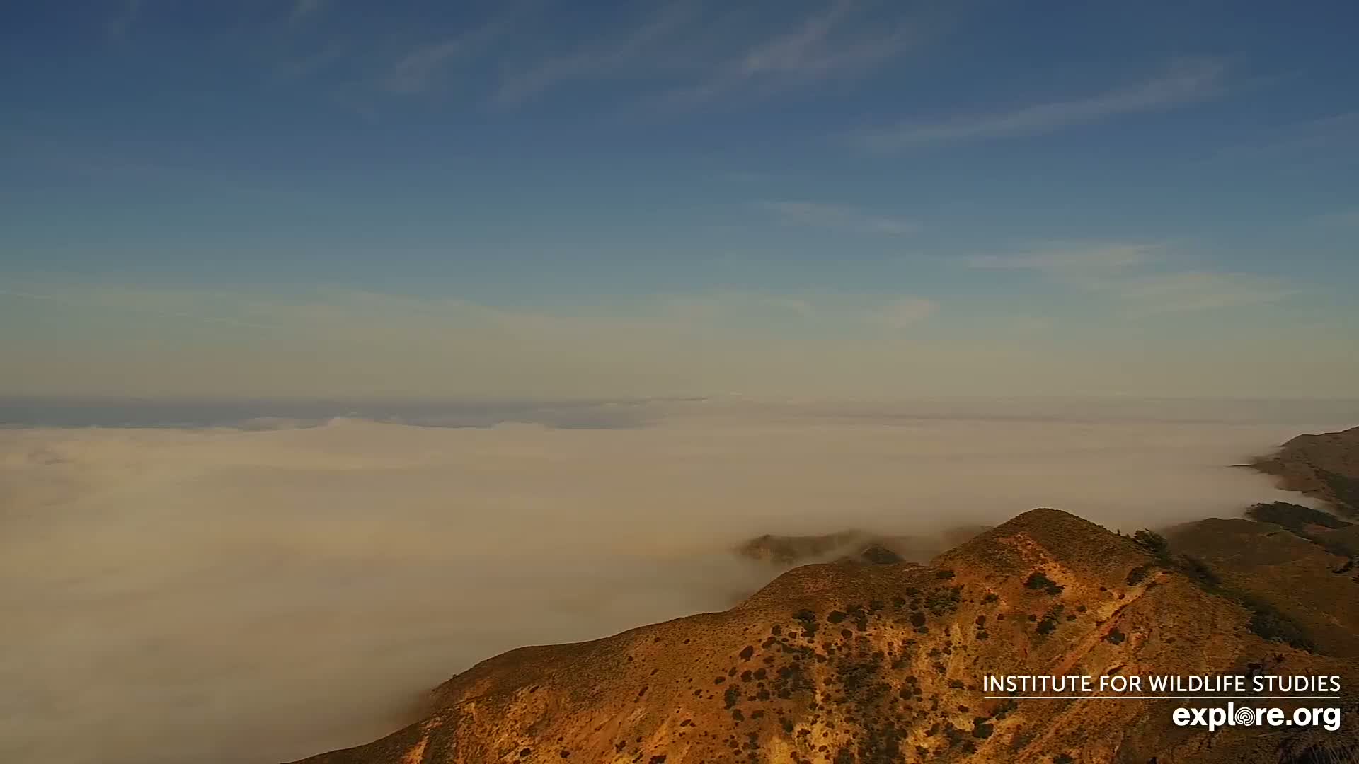 A tan-colored mountain range rises above a thick layer of fog under a clear, mostly blue sky.