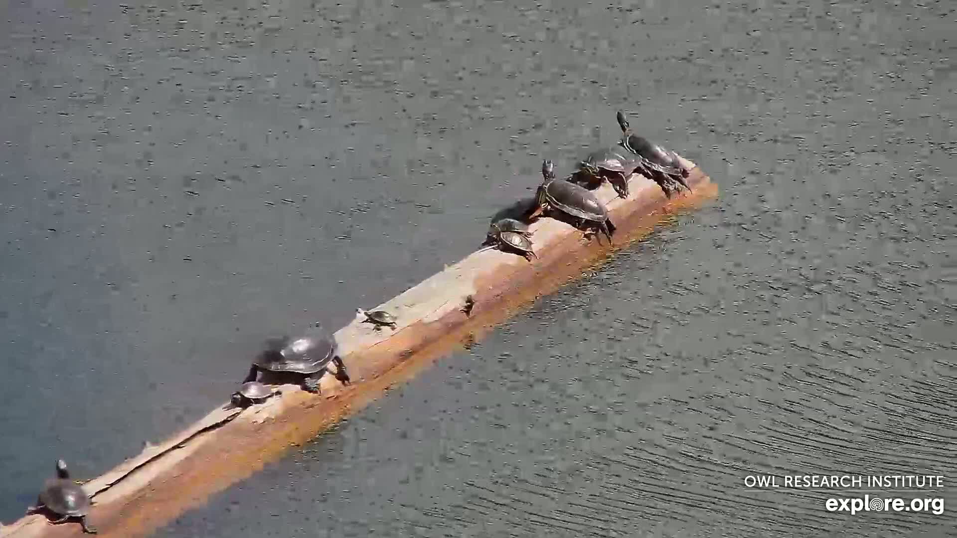 Several turtles are basking on a log floating in calm water.