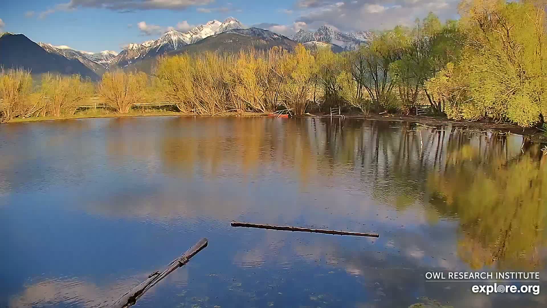 A calm pond reflects a partly cloudy sky and snow-capped mountains behind a line of budding yellow trees.