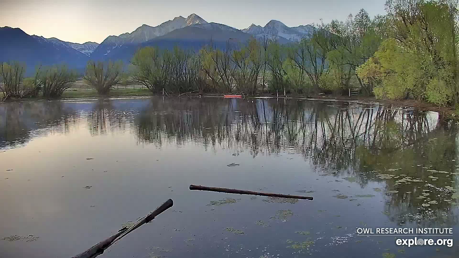 A calm, still pond reflects a mountain range under a pale sky, with leafed trees lining the shore and a few logs floating in the water.