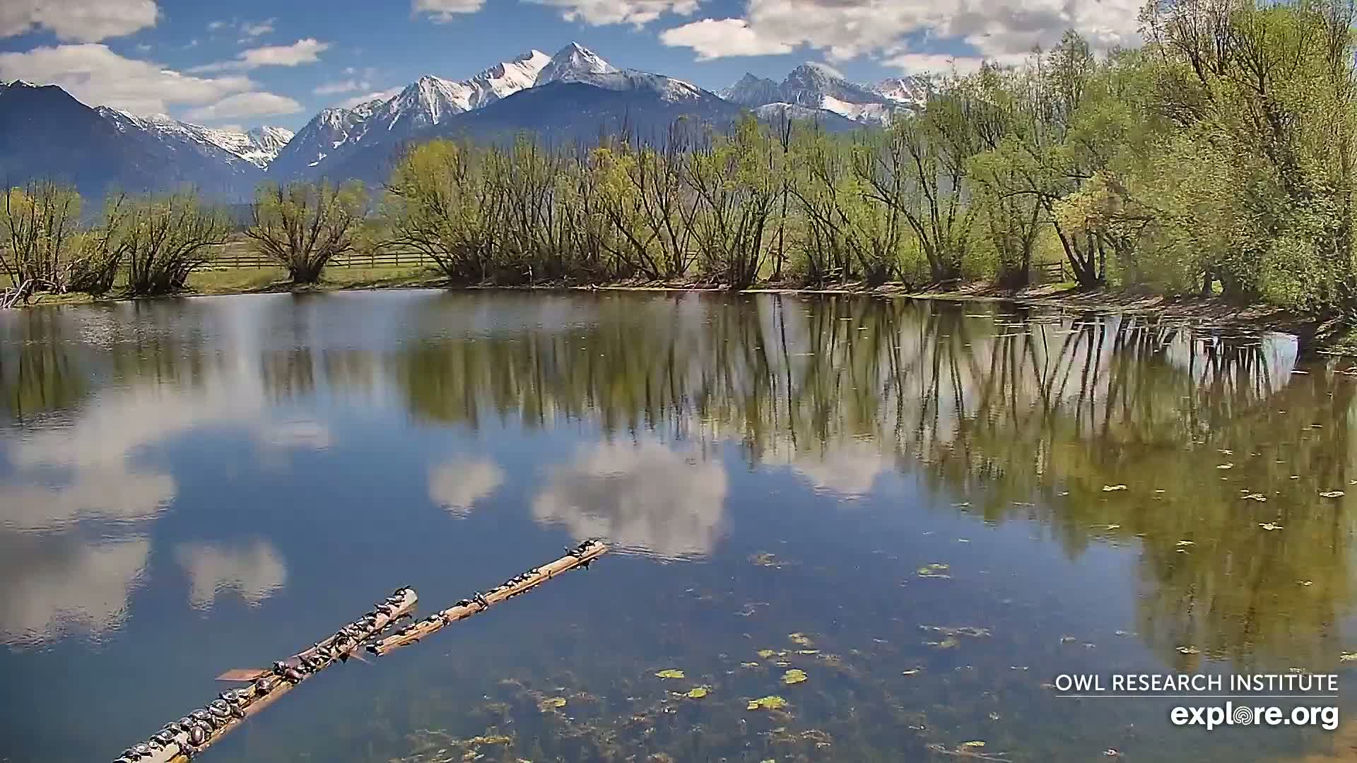 A calm pond reflects a partly cloudy sky and snow-capped mountains under a sunny sky, with numerous dark objects clustered on two logs in the water.