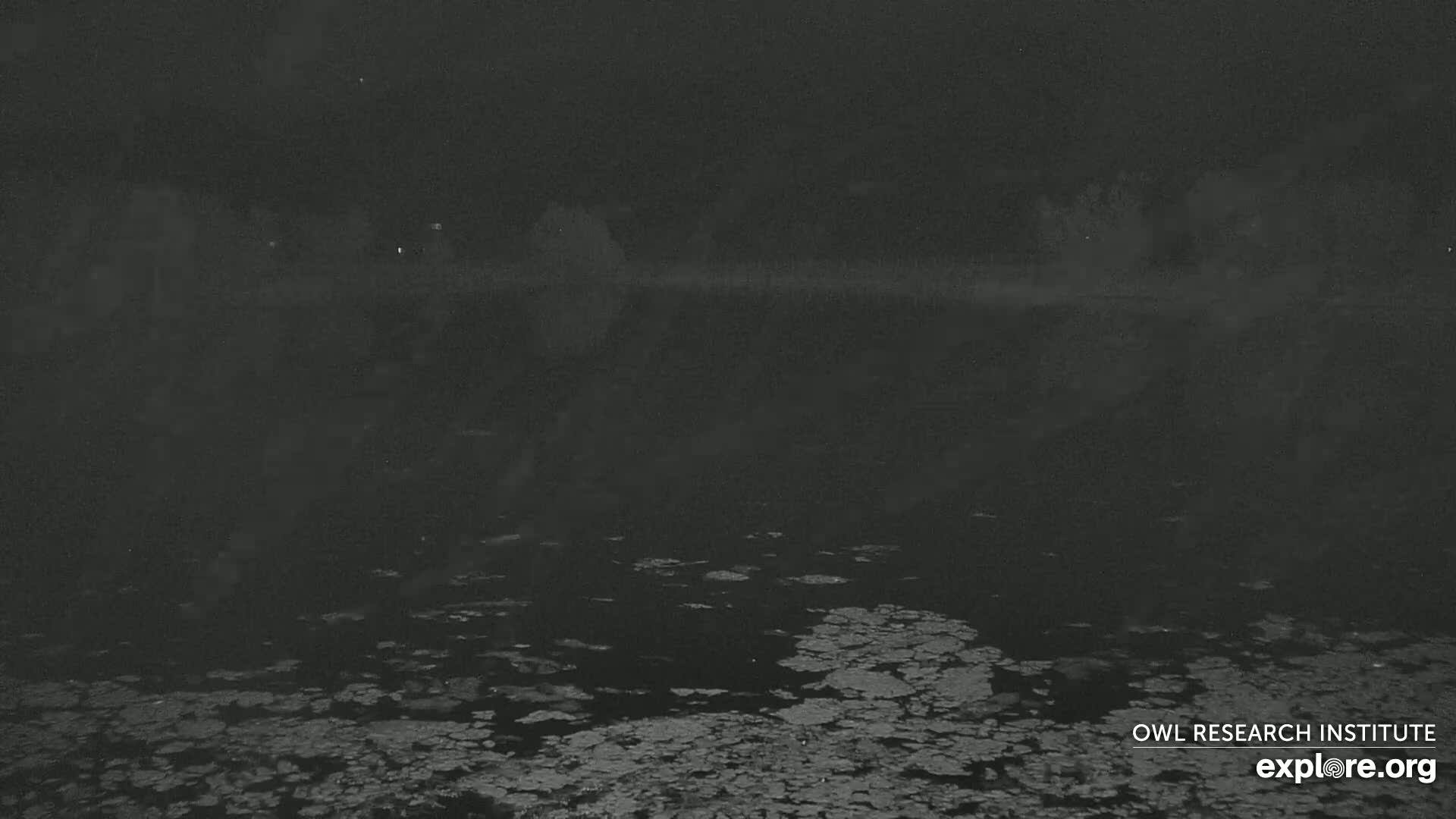 A dark body of water, possibly a lake or pond, covered in patches of what appears to be aquatic vegetation under a night sky.