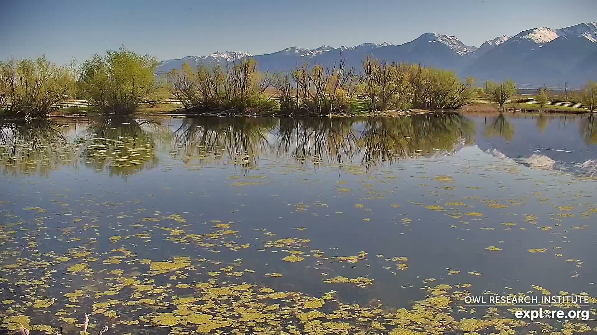 A calm pond dotted with patches of yellow-green algae reflects the surrounding trees and snow-capped mountains under a clear blue sky.