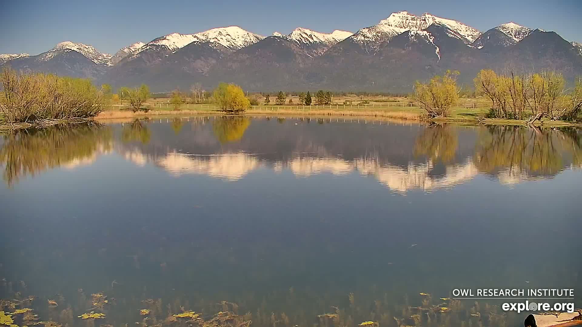 A calm pond reflects snow-capped mountains under a clear blue sky, with budding trees lining the shore.
