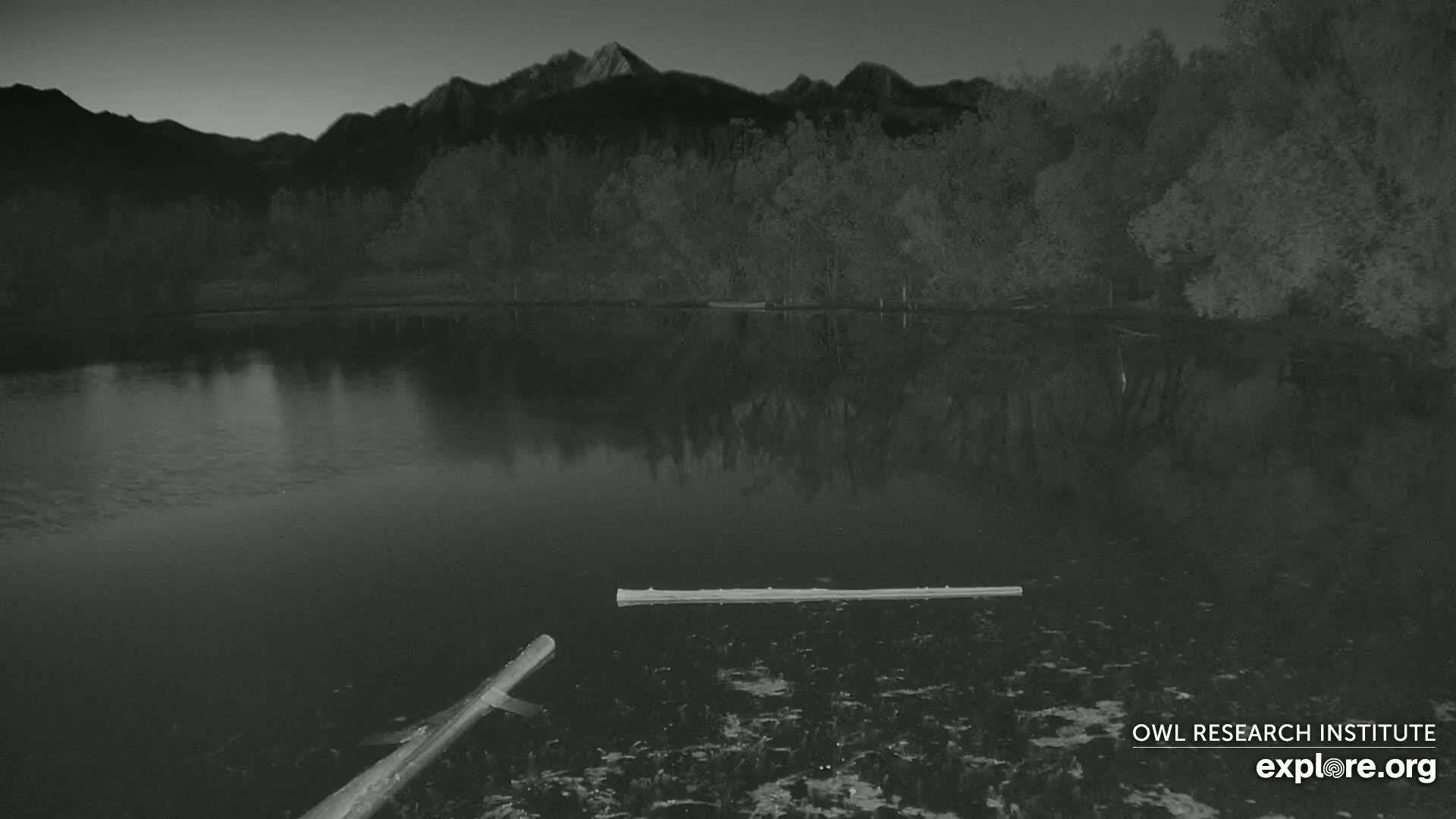 Two logs float on a calm, dark pond at twilight, reflecting a line of trees and mountains in the background.
