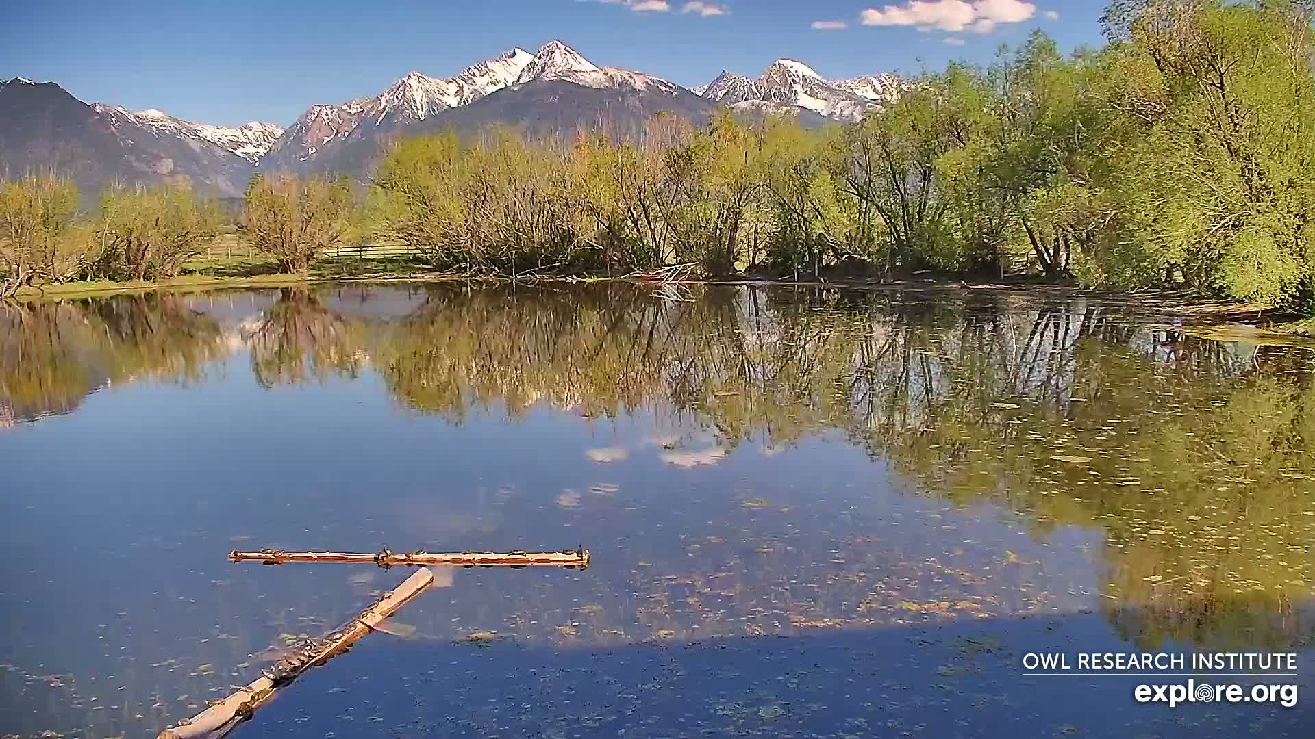 A calm pond reflects a background of snow-capped mountains and budding trees under a mostly sunny sky.