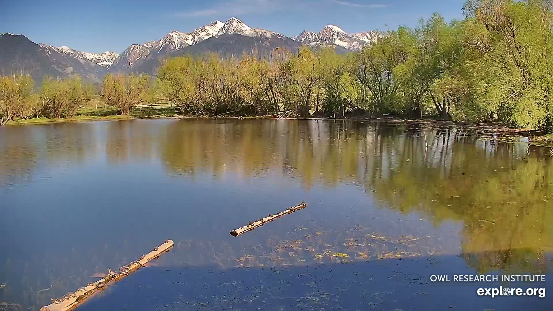 A calm pond reflects snow-capped mountains and budding trees under a clear blue sky.