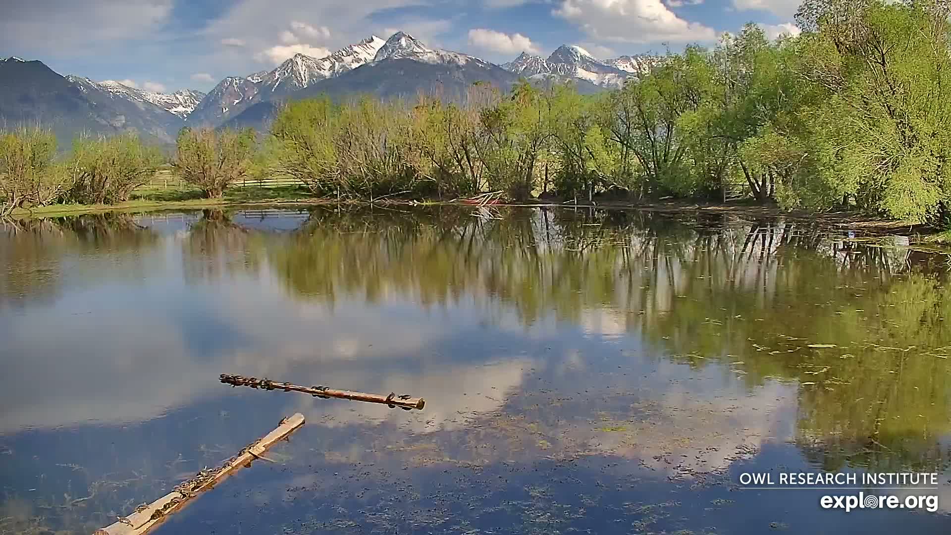 A calm pond reflects a partly cloudy sky and snow-capped mountains behind a line of budding deciduous trees.