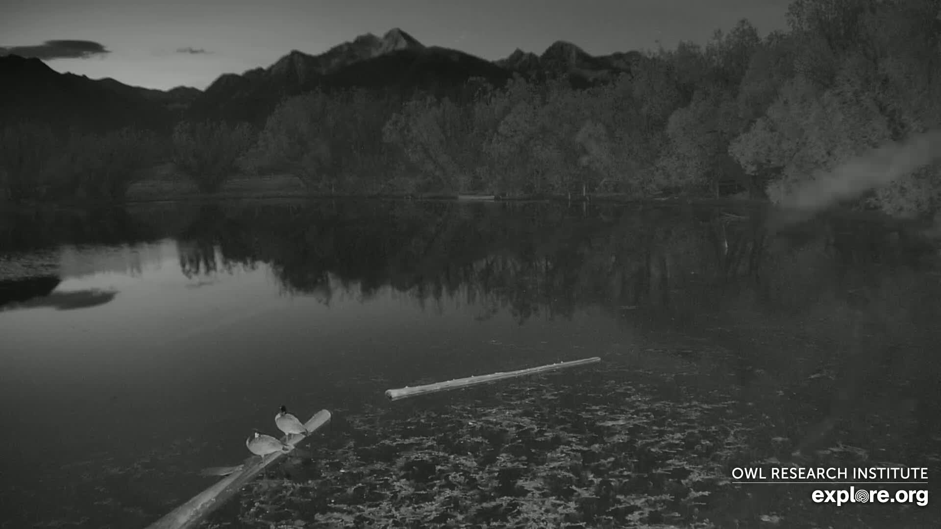 Two birds rest on a log in a calm, dark body of water reflecting a mountain range under a twilight sky.