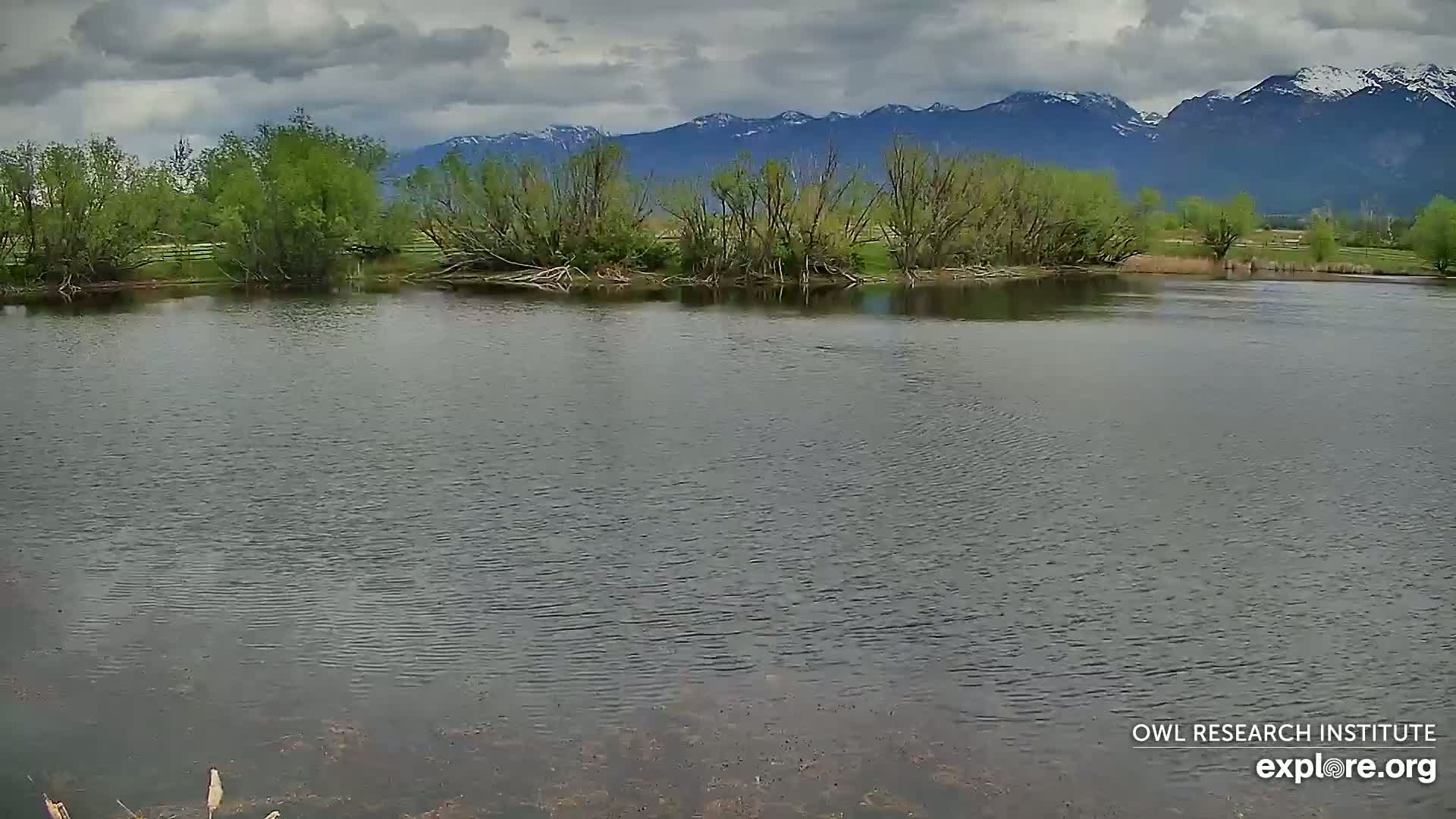 A calm body of water sits before a line of green trees and shrubs, with snow-capped mountains visible in the distance under a cloudy sky.