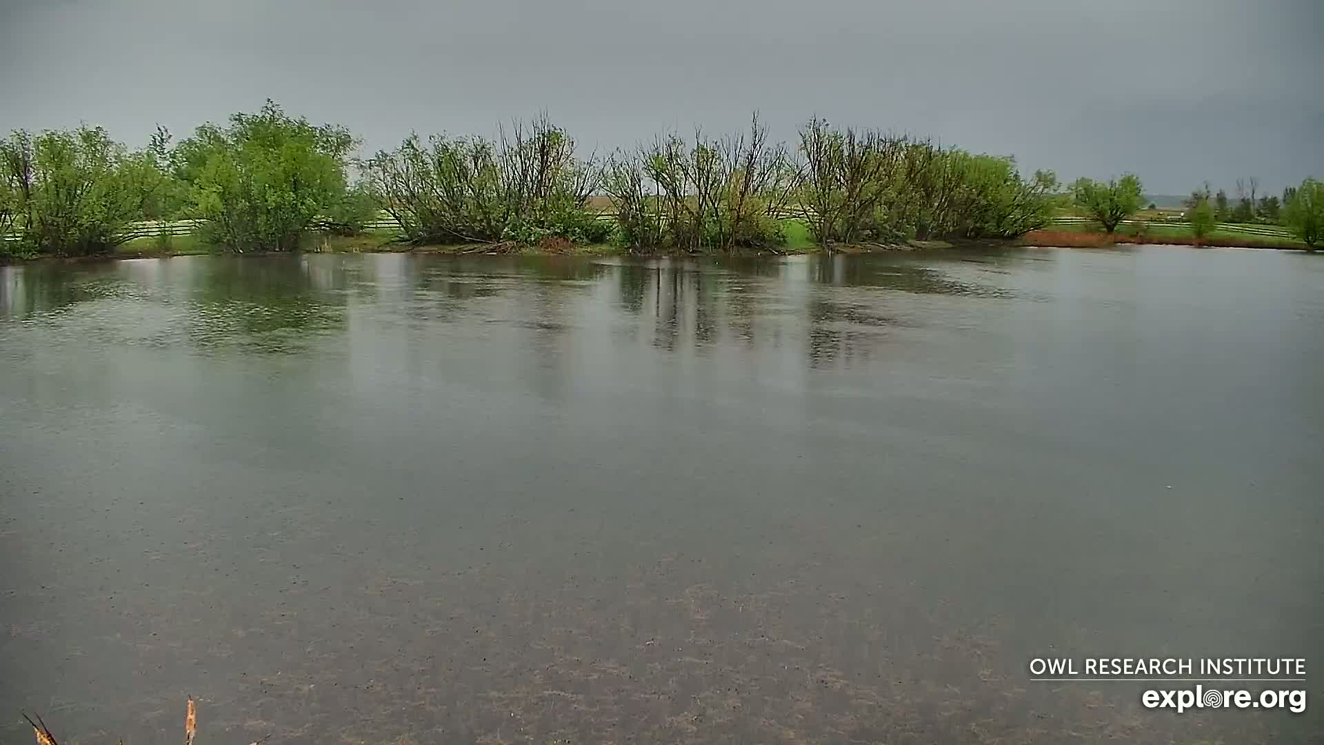 A calm body of water is surrounded by green trees and shrubs under a gray, rainy sky.