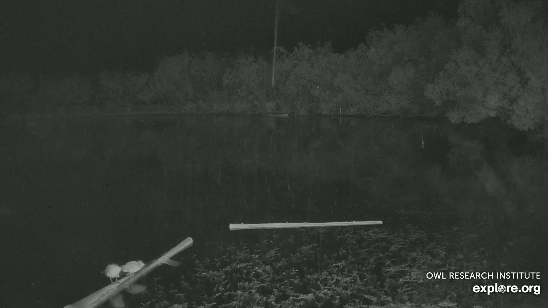 Two birds are perched on a log floating in a dark body of water at night, with trees lining the shore.