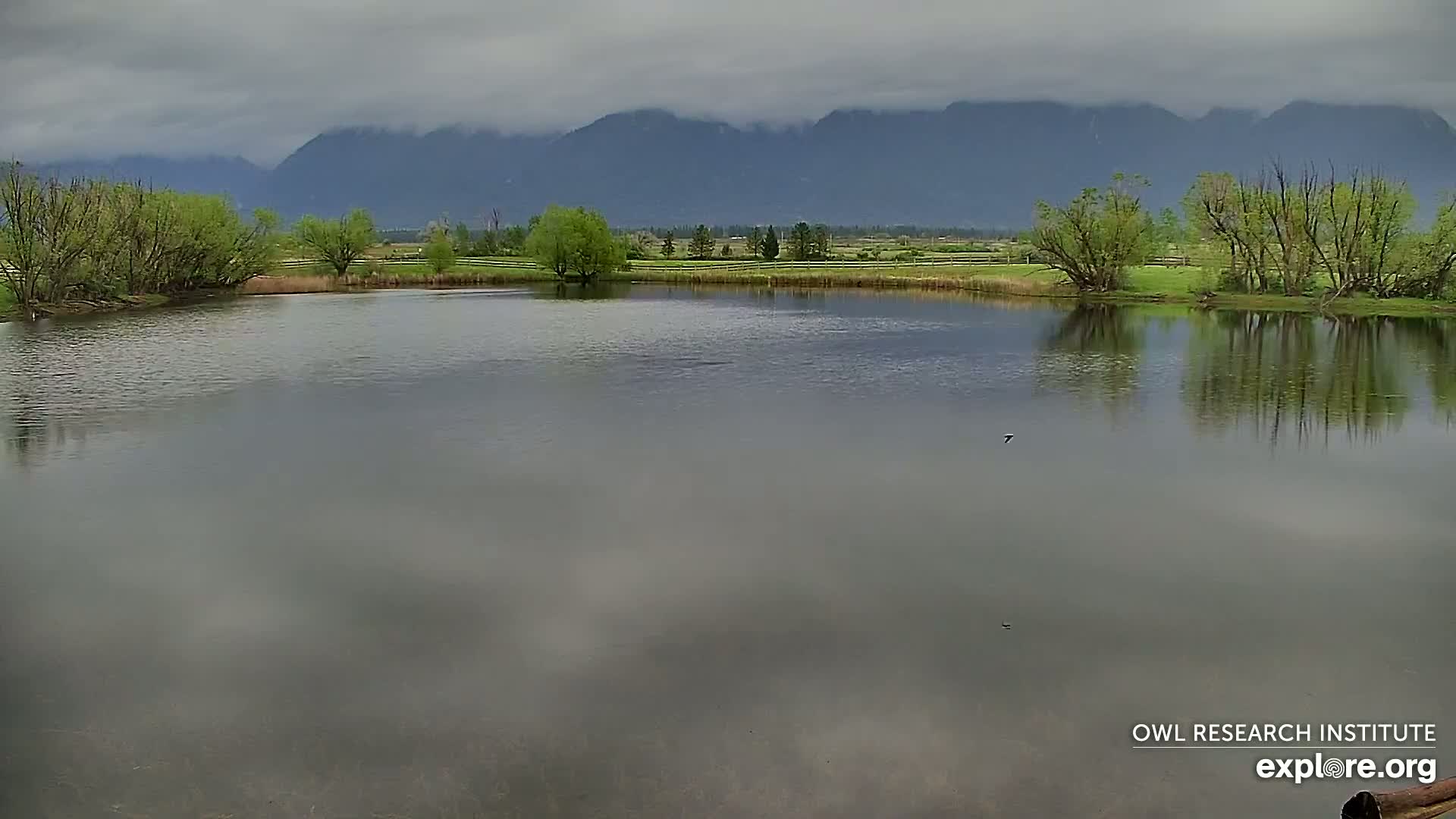 A calm pond reflects a cloudy sky and a range of mountains in the distance, bordered by green vegetation.