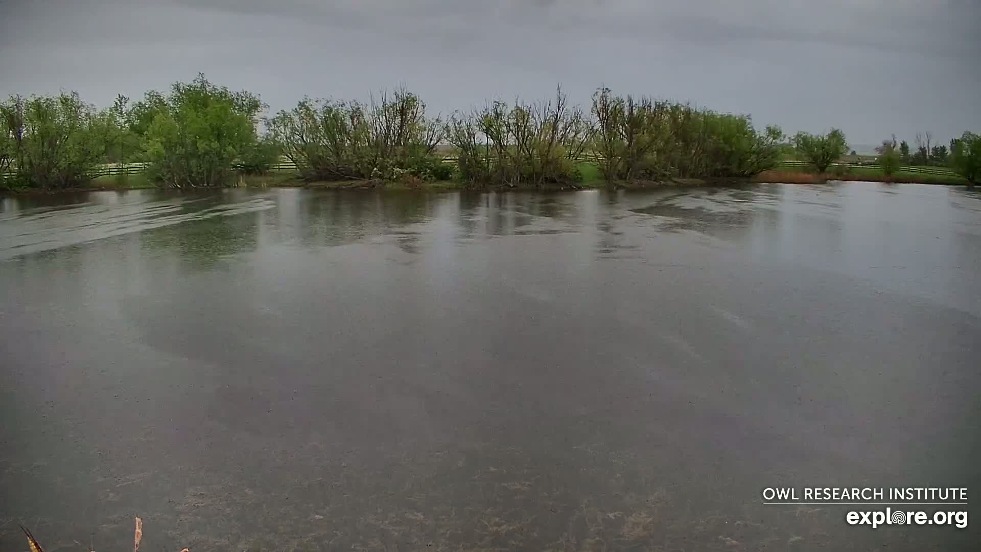 A calm body of water, under a gray sky, is surrounded by green trees and shrubs in the rain.
