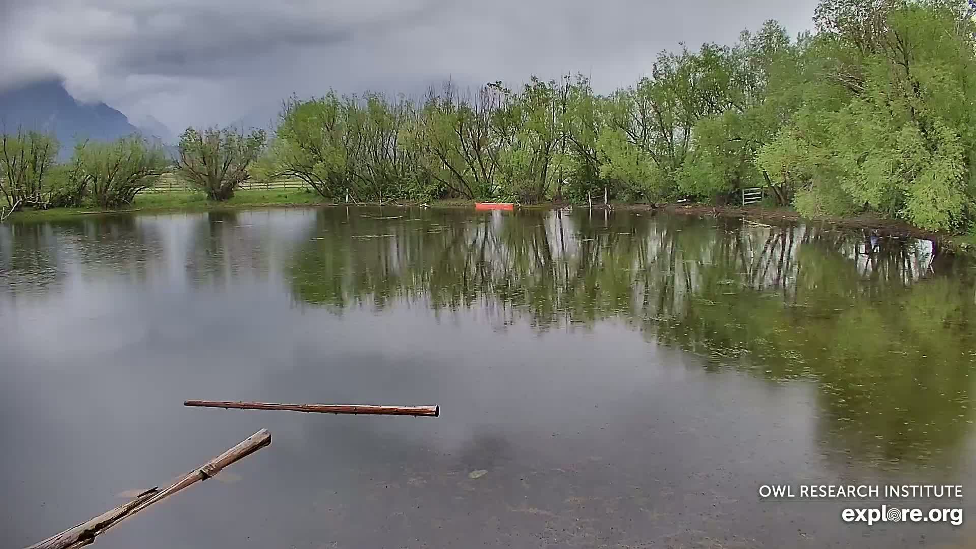 A calm pond reflects a cloudy sky and lush green trees under overcast conditions; two logs float near the foreground.
