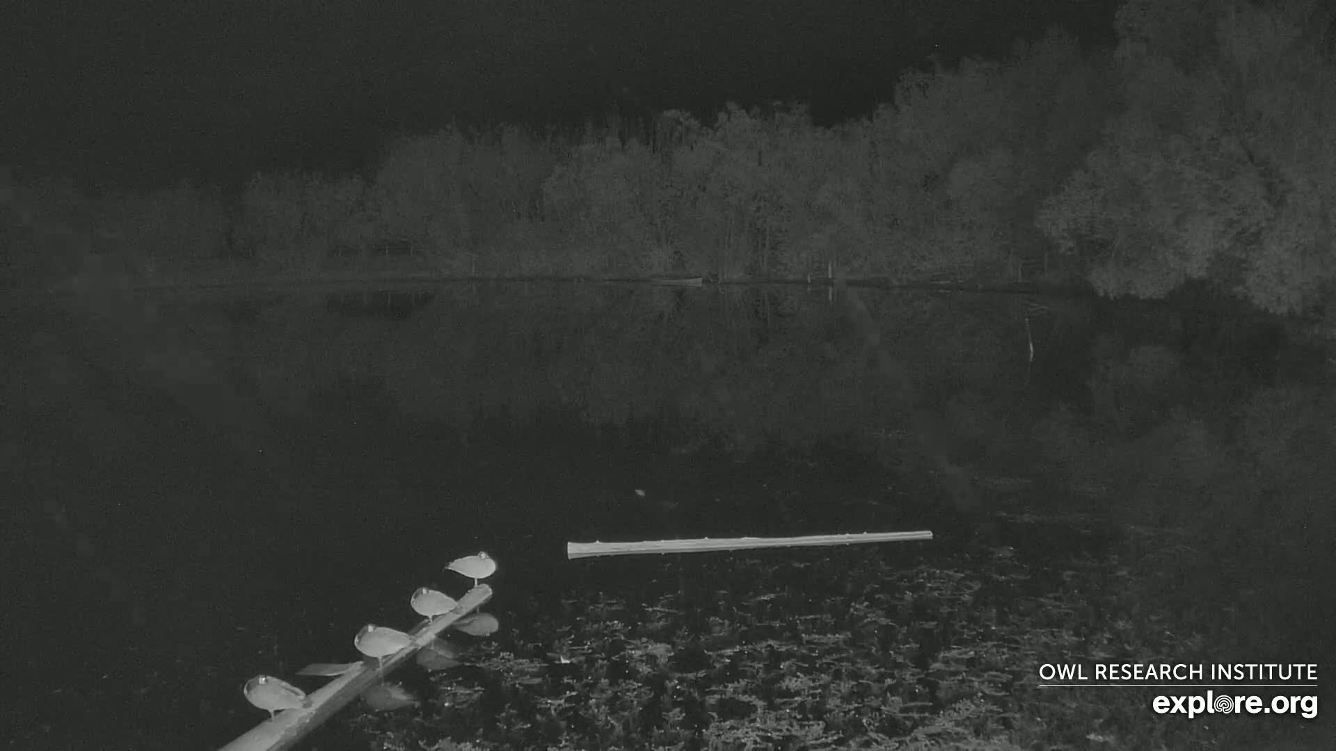 Several birds are perched on a log in a dark, still body of water at night, with trees lining the far bank.
