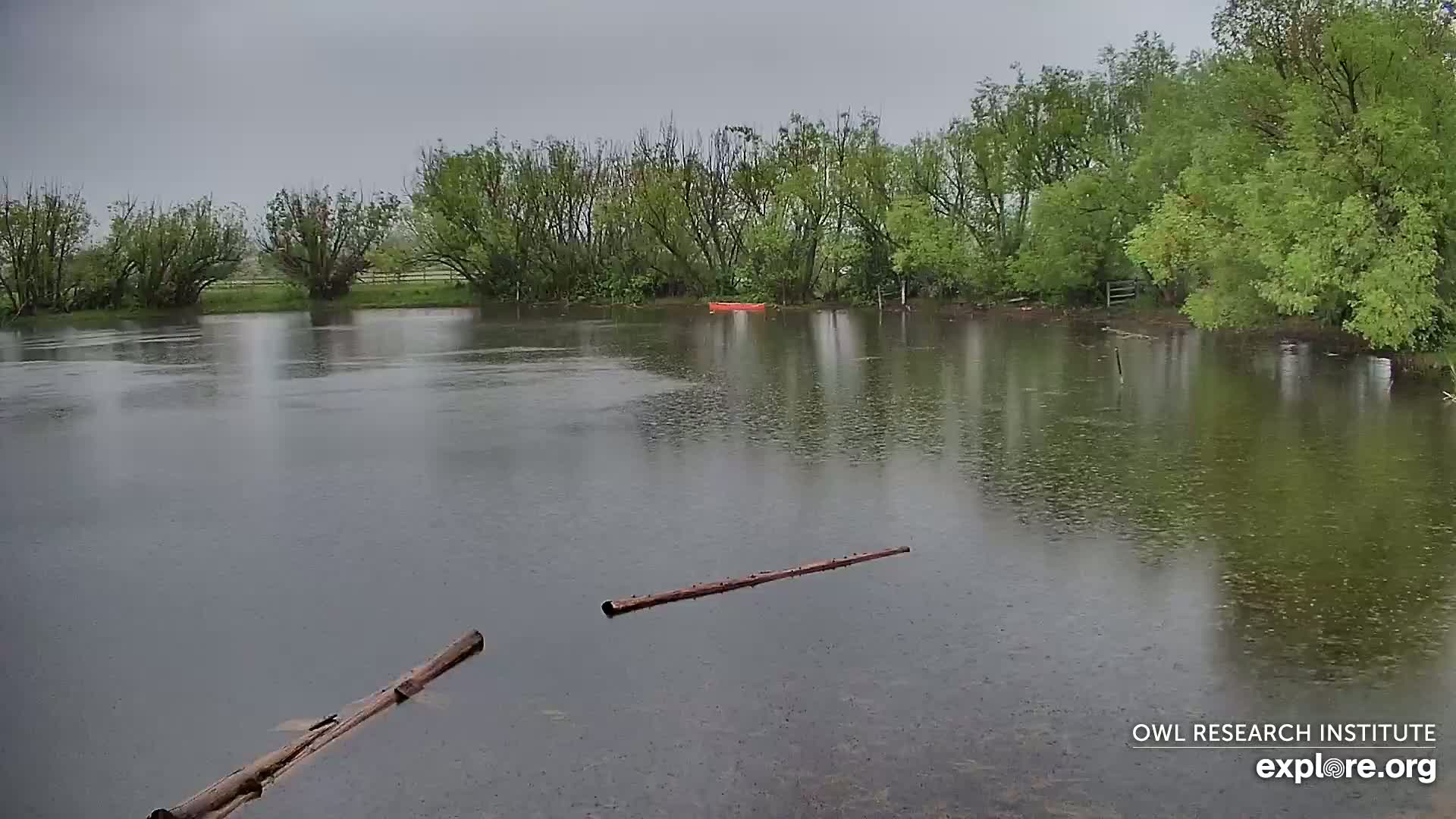 A calm body of water under a gray sky during rainfall is surrounded by lush green trees, with a small orange boat and several logs floating on the surface.