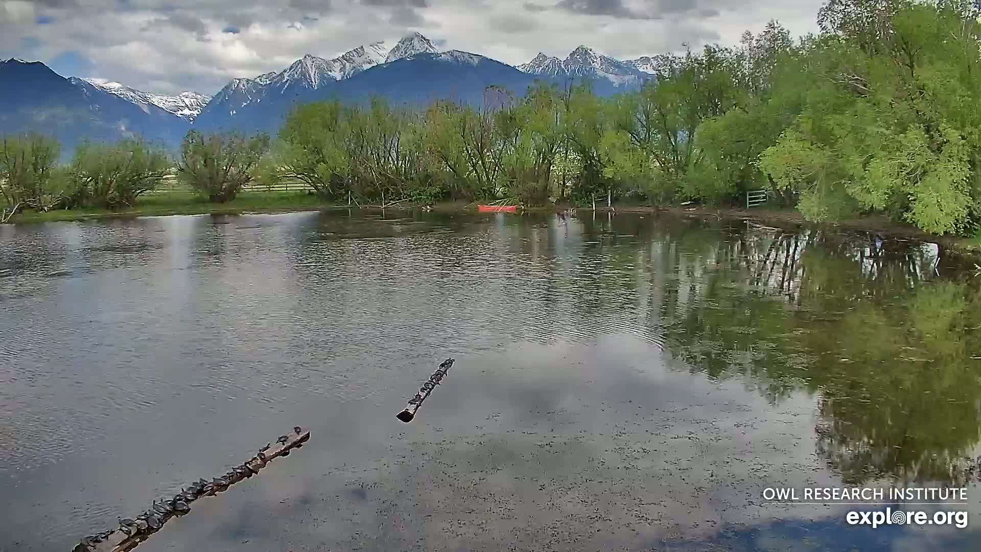 Mission Mountain Range & Mt Calowahcan View from Ninepipe Lodge Wildlife Refuge Live Cam - Charlo, Lake County, Montana, USA