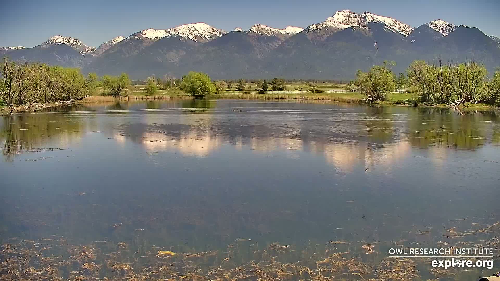Mission Mountain Range & Mt Calowahcan View from Ninepipe Lodge Wildlife Refuge Live Cam - Charlo, Lake County, Montana, USA