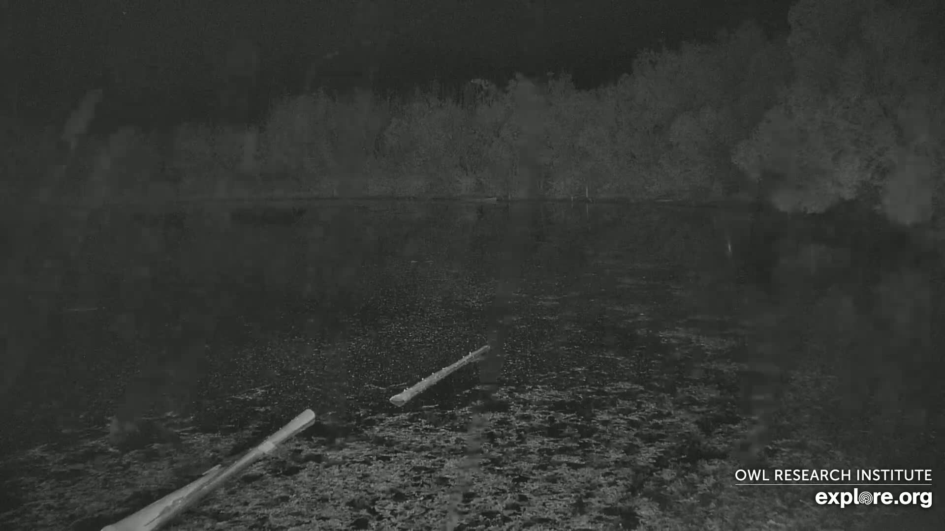 Two logs float on a dark, still body of water at night under a clear sky, bordered by a dark treeline.