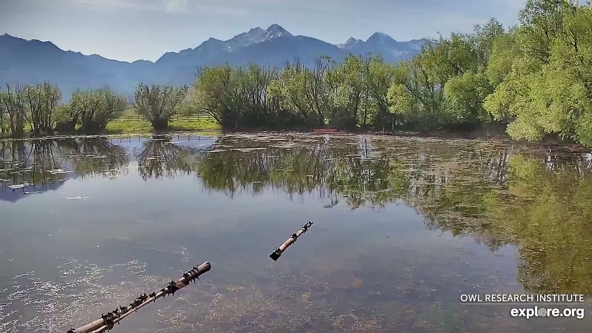 A calm pond reflects a line of trees and distant mountains under a mostly clear sky.