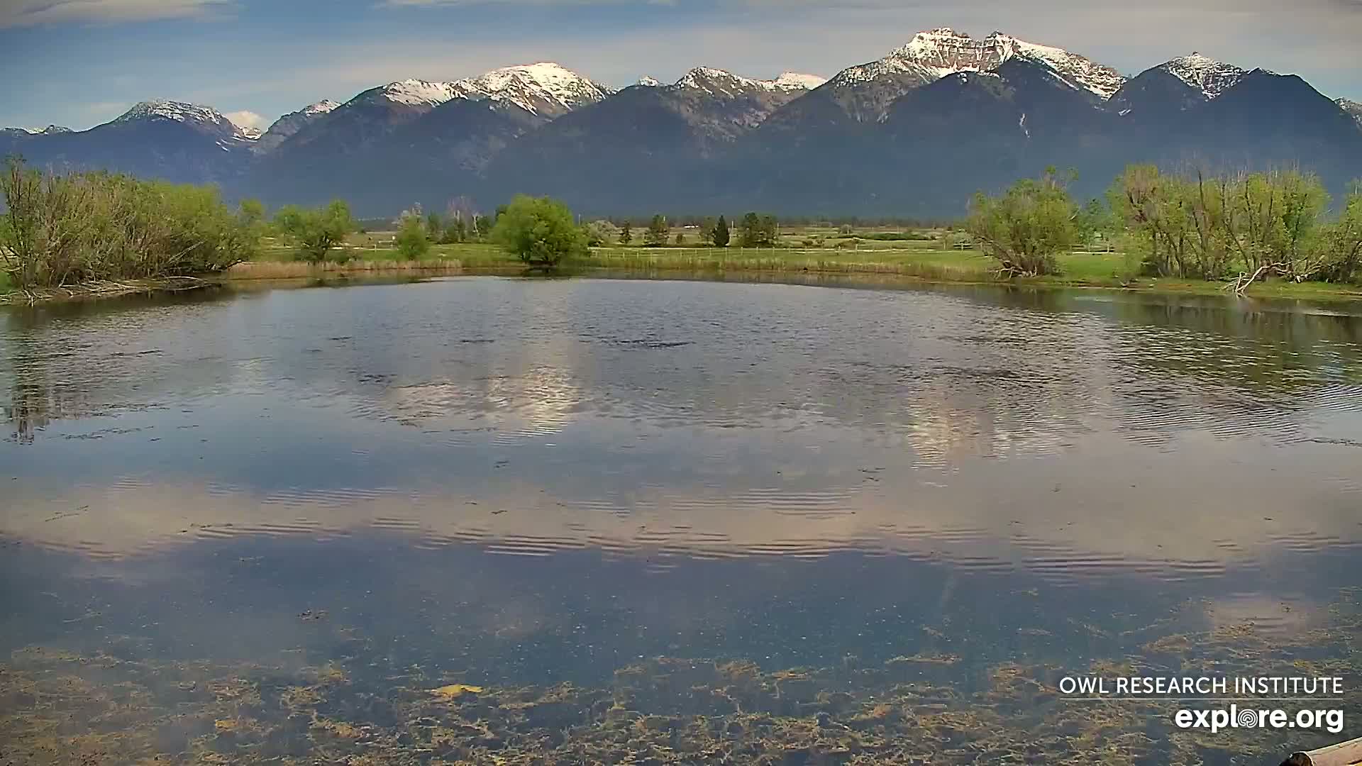Mission Mountain Range & Mt Calowahcan View from Ninepipe Lodge Wildlife Refuge Live Cam - Charlo, Lake County, Montana, USA