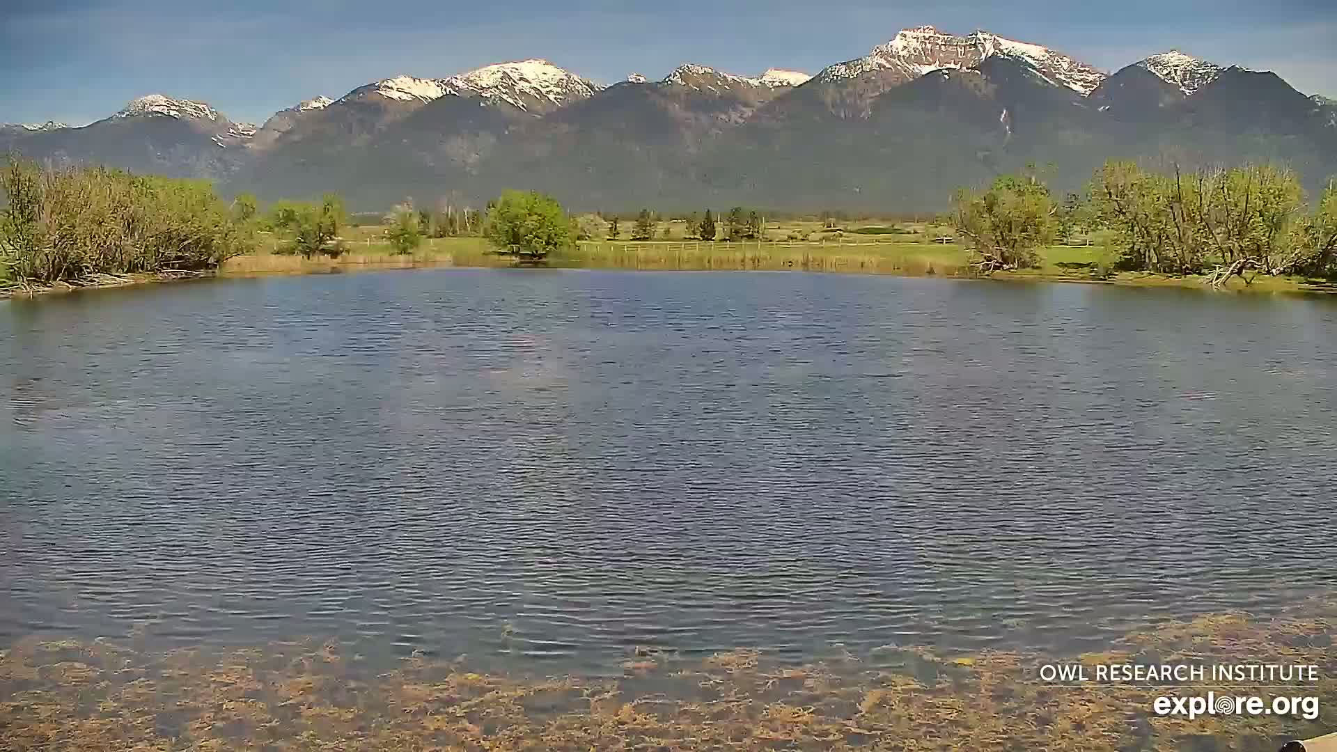 A calm body of water with vegetation along its edges sits before a backdrop of snow-capped mountains under a clear sky.