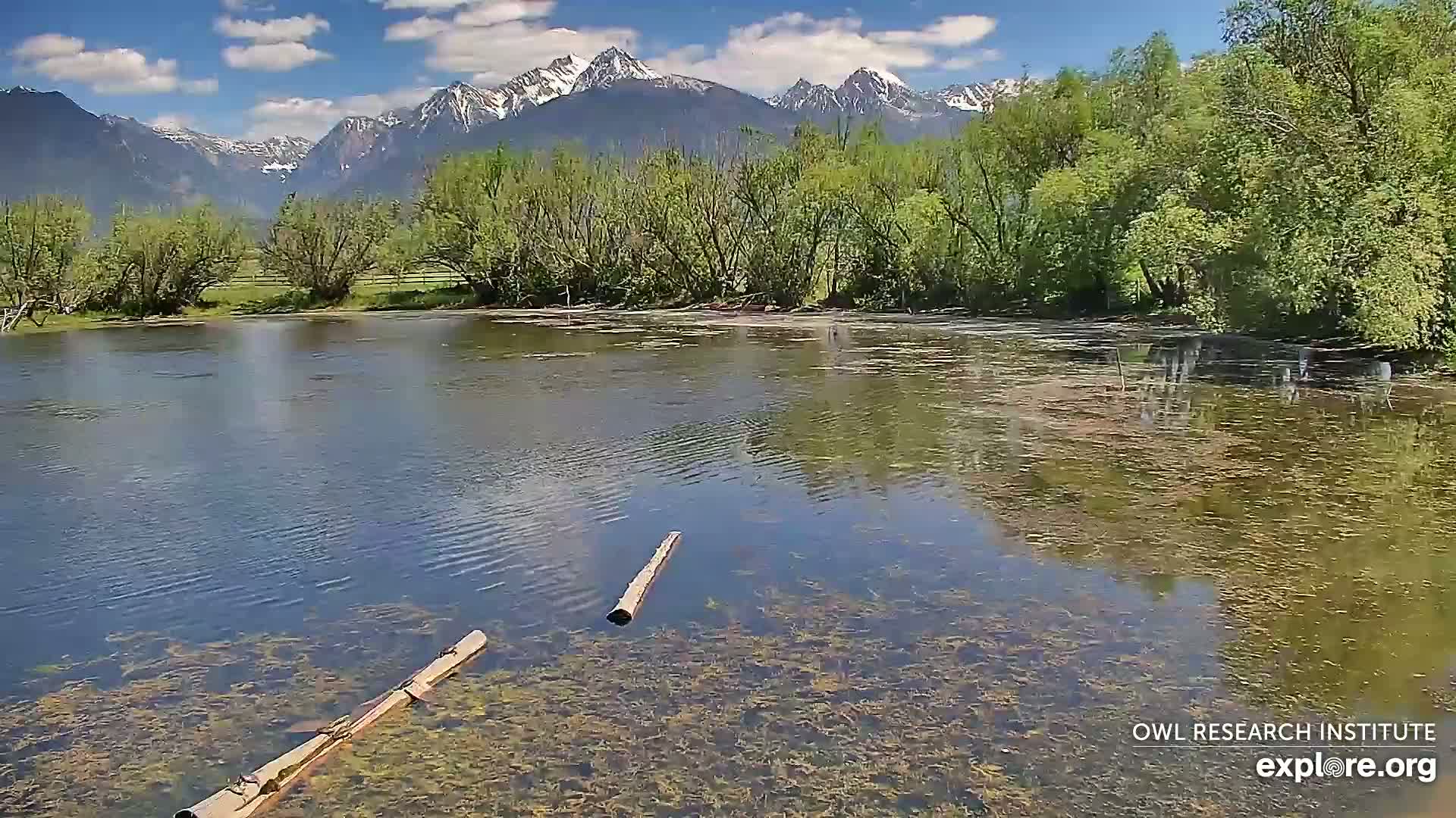 A calm, shallow pond with aquatic vegetation and two logs partially submerged in it sits before a line of lush green trees and a snow-capped mountain range under a partly cloudy blue sky.