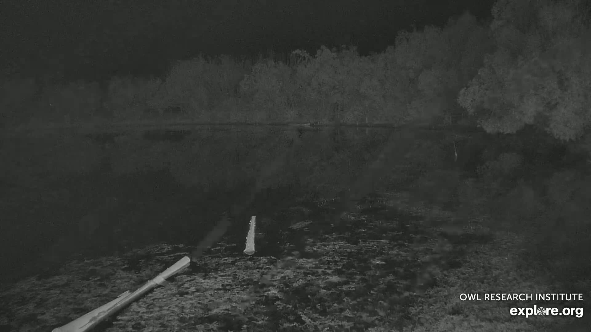 A dark body of water at night, bordered by trees, contains two logs near the bottom of the frame.