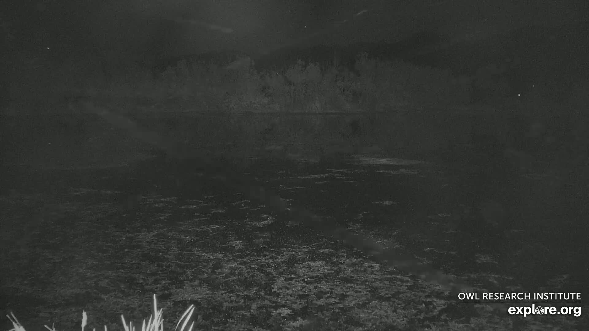A dark body of water is visible under a night sky, with a treeline in the distance.