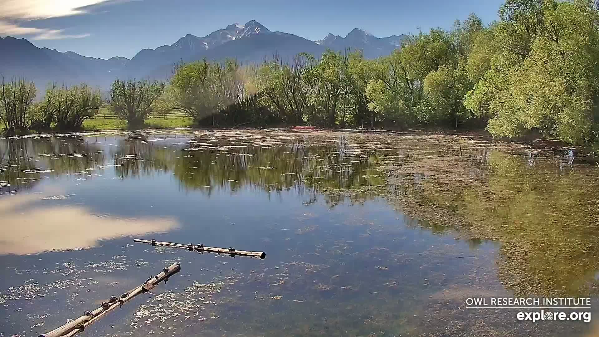 A calm pond reflects the surrounding trees and distant mountains under a mostly sunny sky.