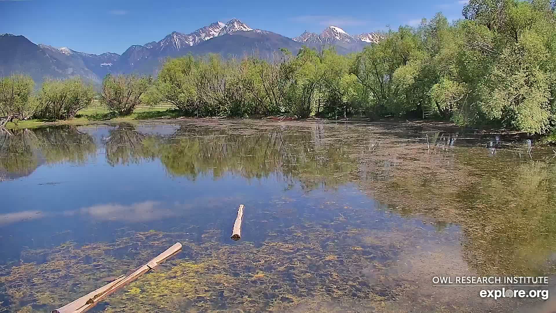 A calm pond reflects a background of lush green trees and snow-capped mountains under a clear blue sky.