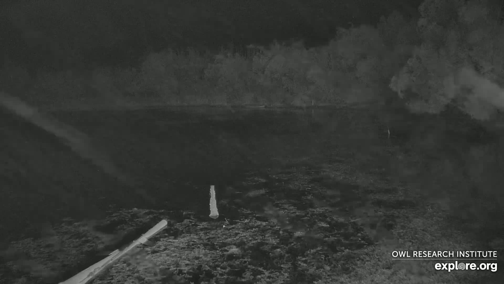 A nighttime, low-light image shows a dark body of water with a log and some vegetation visible near the bottom, bordered by a dark treeline under a dark sky.