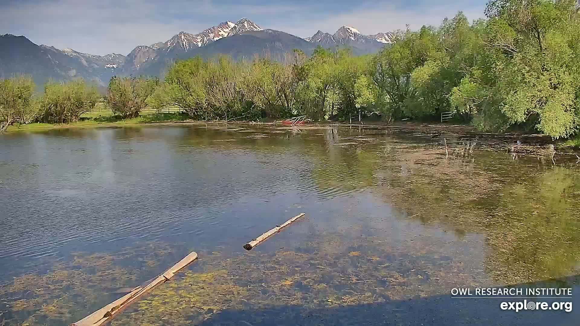 A calm pond with submerged vegetation and two logs floating on the surface sits in front of a line of green trees and snow-capped mountains under a partly cloudy sky.